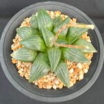 Haworthia Firefly Light