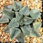 Haworthia Glass Correcta