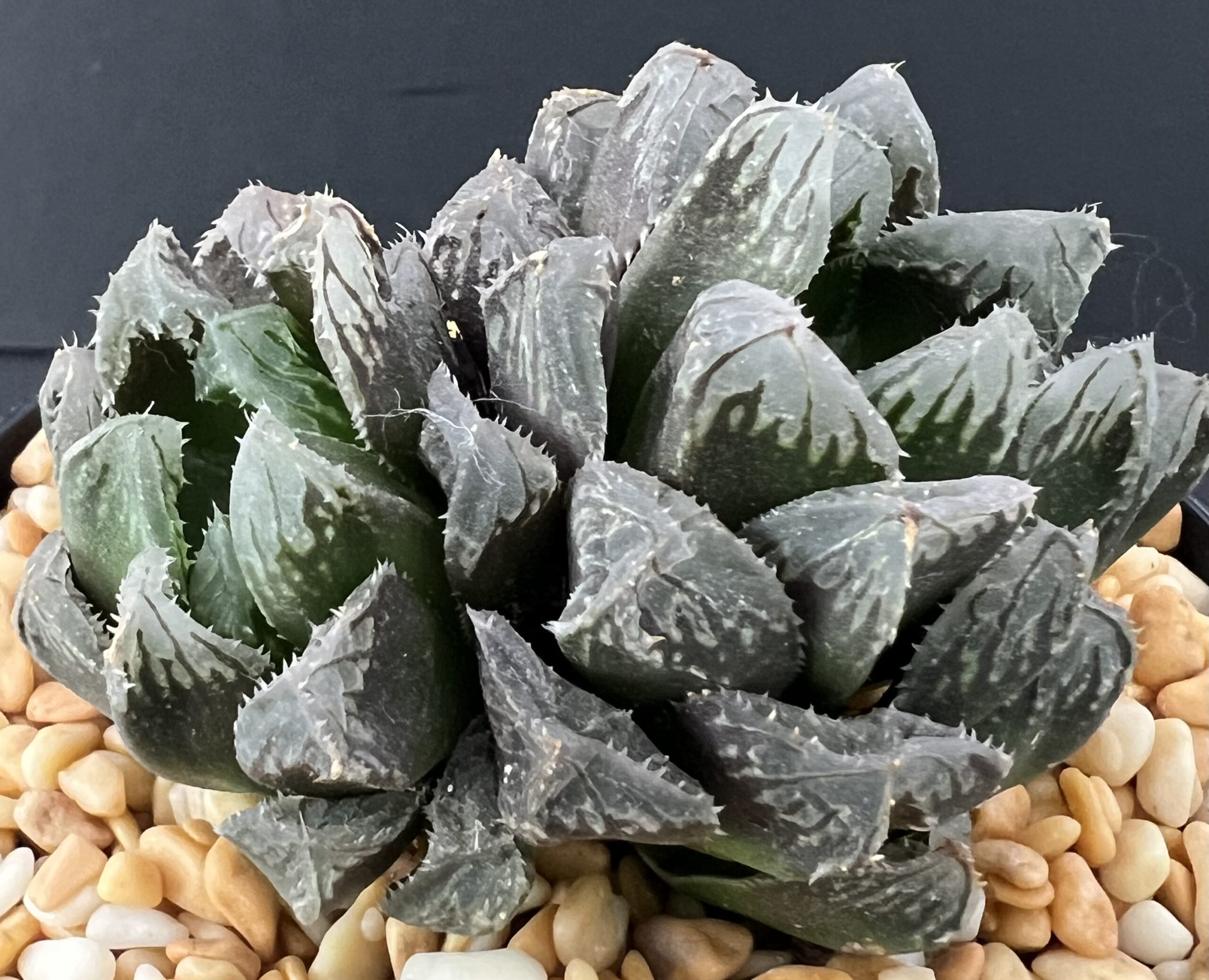 Haworthia Mirrorball Double Head Official UK Distributor of