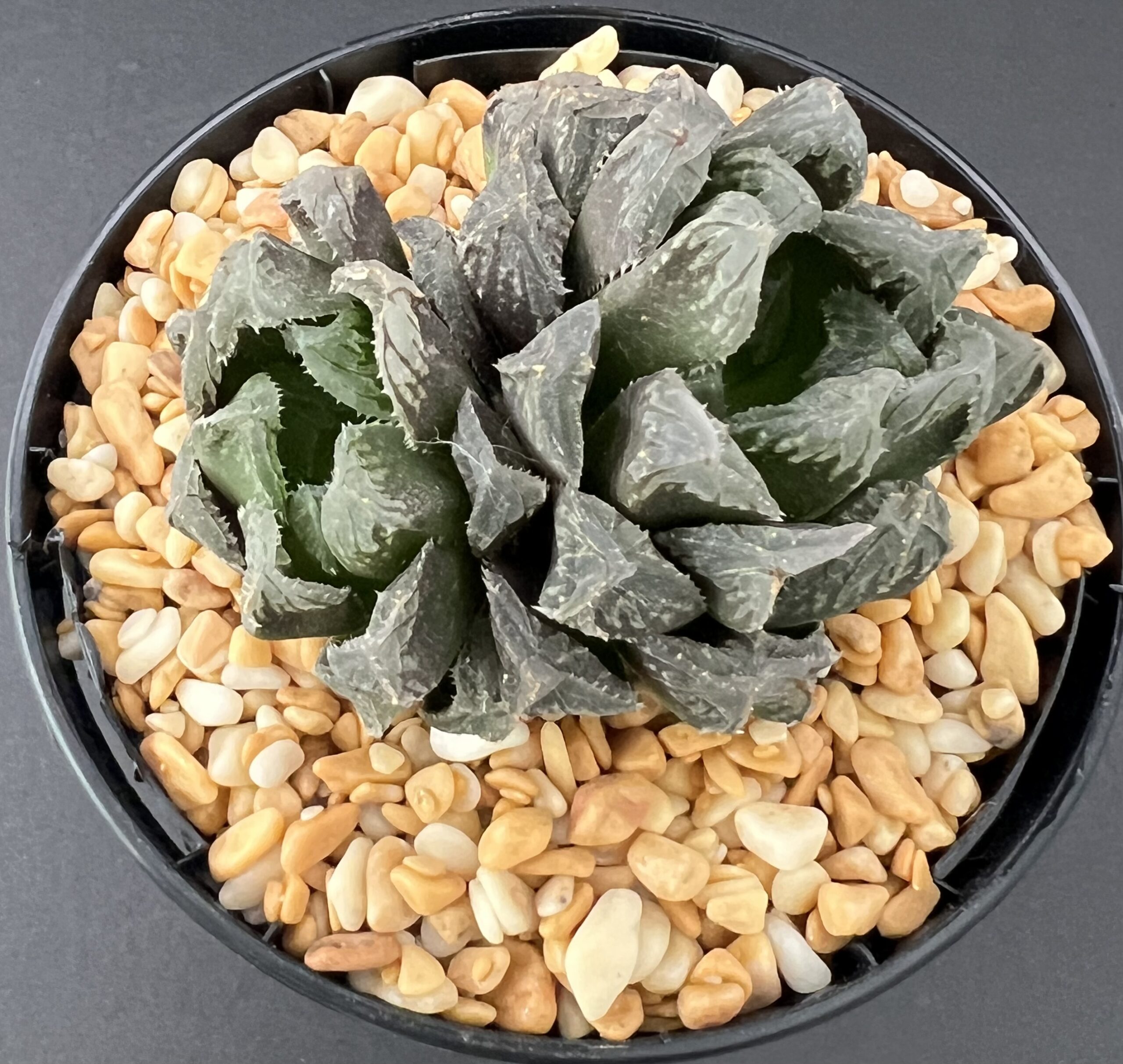 Haworthia Mirrorball Double Head Official UK Distributor of