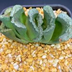 Haworthia Truncata Hanai