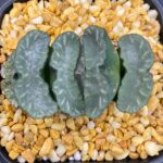 Haworthia Truncata Solid Yardage
