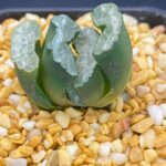 Haworthia Truncata Guard Ice