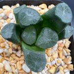 Haworthia Maughanii Murasaki