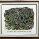 Original artwork Haworthia pygmaea/pygmaea v. argento-maculosa