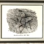 Original artwork Haworthia mirabilis var badia, Napier