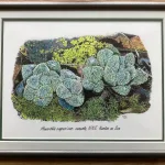 Original artwork Haworthia cooperi var. venusta, NNE. Kenton on Sea