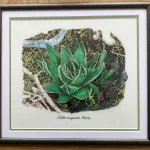 Original artwork Tulista marginata, Ashton