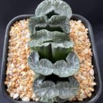 Haworthia Truncata Virdem