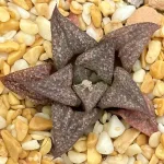 HAWORTHIA SPLENDENS PP47 X VARIOUS SPLENDENS