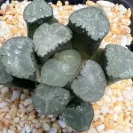 HAWORTHIA MAUGHANII AMATERASU