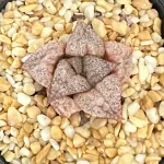 HAWORTHIA SPLENDENS PP47