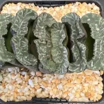HAWORTHIA TRUNCATA VIRDEM - 10.5cm