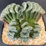 HAWORTHIA TRUNCATA NARA GREEN SEED GROWN CLUSTER - 10.5cm