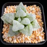 HAWORTHIA ICE DIAMOND x PICTA