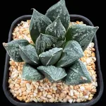 HAWORTHIA EMELYAE VAR MAJOR x SPLENDENS - 9cm