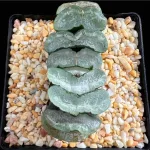 HAWORTHIA TRUNCATA SNOW WOLF - 9cm