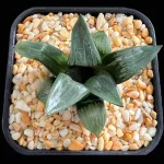 HAWORTHIA PHCV-PO-C486