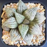 HAWORTHIA YELLOW PICTA