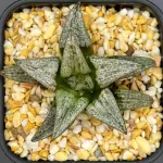 HAWORTHIA SPLENDENS ESTERHUIZENII HYBRID