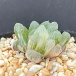 HAWORTHIA COOPERI ‘SUN’ VARIEGATE
