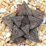 HAWORTHIA SPLENDENS PP47 X VARIOUS SPLENDENS