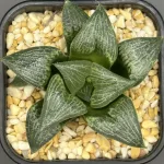 HAWORTHIA COMPTONIANA COMPLEX HYBRID (GM)