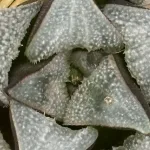 HAWORTHIA ‘GREEN VELCRO’ SERIES (GM)
