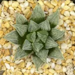 HAWORTHIA ‘PETER PAN’ SERIES (GM)