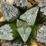 HAWORTHIA ‘SILKWING’ SERIES (GM)
