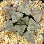 HAWORTHIA ‘VIKING’ x ‘GREEN VELCRO’