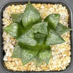 HAWORTHIA COMPTONIANA COMPLEX HYBRID - 9CM