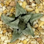 HAWORTHIA ‘SANDSTONE’ x ‘LOMBARD STAR’