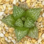HAWORTHIA PP437 EX-GEORGE THEODORIS (2)