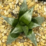 HAWORTHIA BADIA HYBRID EX-CLINTON GROBLER