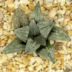 HAWORTHIA ‘SILKWING’ x ‘LOMBARD STAR’ (GM)