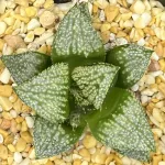 HAWORTHIA ‘NOBLE STAR’ x ROUGH CV’S (GM)