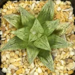 HAWORTHIA ‘STERLING STAR’ SERIES (GM)