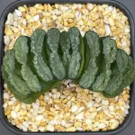 HAWORTHIA TRUNCATA NISHIAKI - KURO