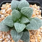 HAWORTHIA EMELYAE VAR MAJOR X SPLENDENS
