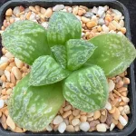 HAWORTHIA MORNING STAR