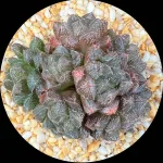 HAWORTHIA MIRRORBALL CLUSTER