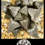 HAWORTHIA ‘MOMOIRO-NO-KUMO’ (RW)