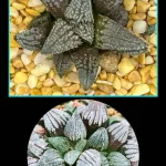 HAWORTHIA ‘PRIMADONNA’ (RW)