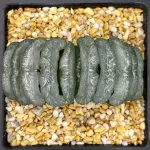 HAWORTHIA TRUNCATA TT-1