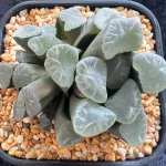 HAWORTHIA MAUGHANII SHINKIROU - 10.5CM