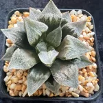 HAWORTHIA EMELYAE VAR. MAJOR X PYGMAEA