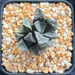HAWORTHIA BLUE DIAMOND - DOUBLE HEAD