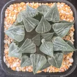 HAWORTHIA YUYAKE - 8.5cm