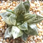 HAWORTHIA LOTUS LANTERN VARIEGATE